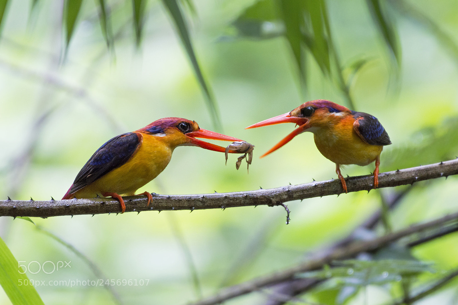 Nikon D3200 sample photo. **oriental dwarf kingfisher**  photography