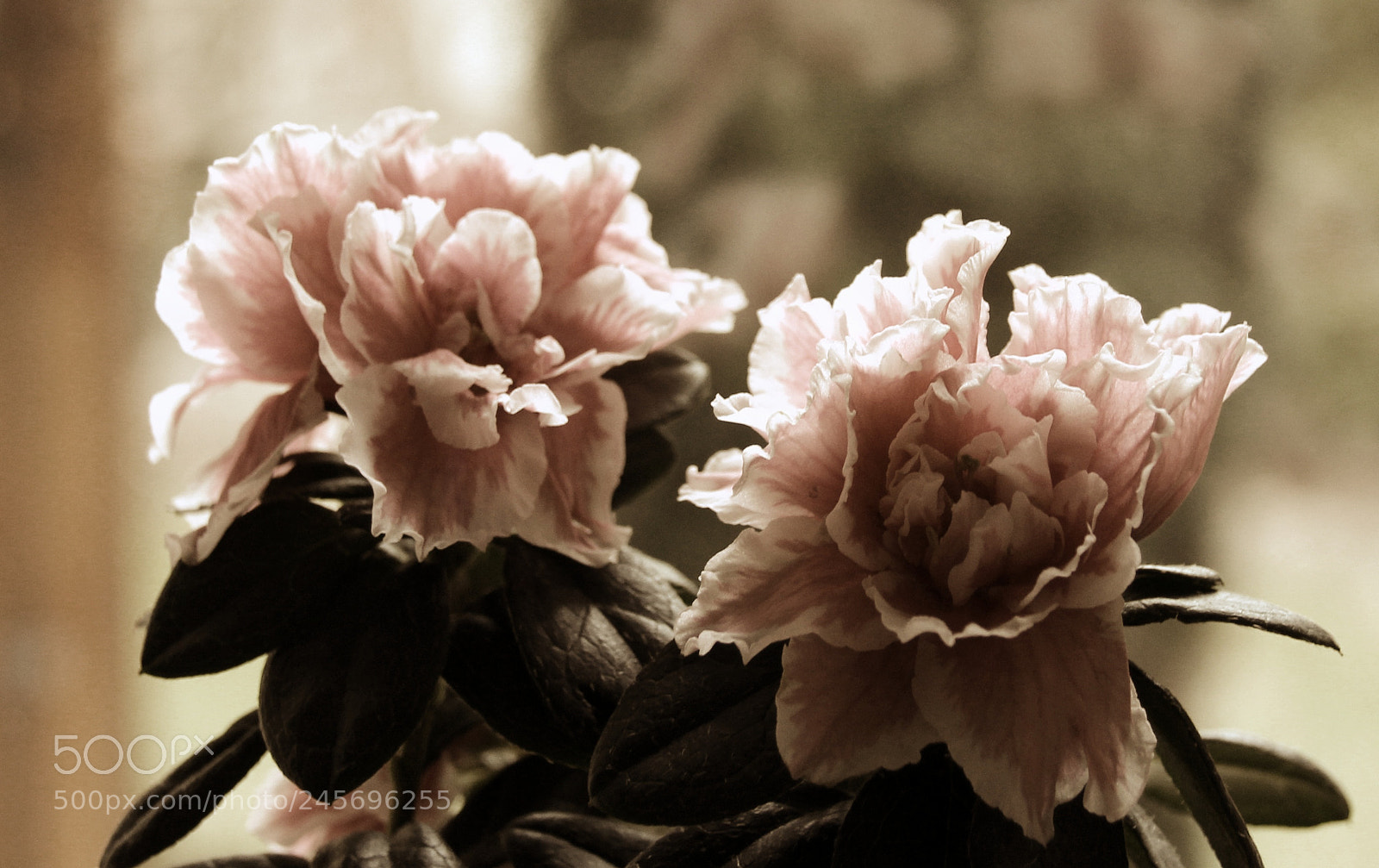 Canon EOS 1300D (EOS Rebel T6 / EOS Kiss X80) sample photo. Sepia photography