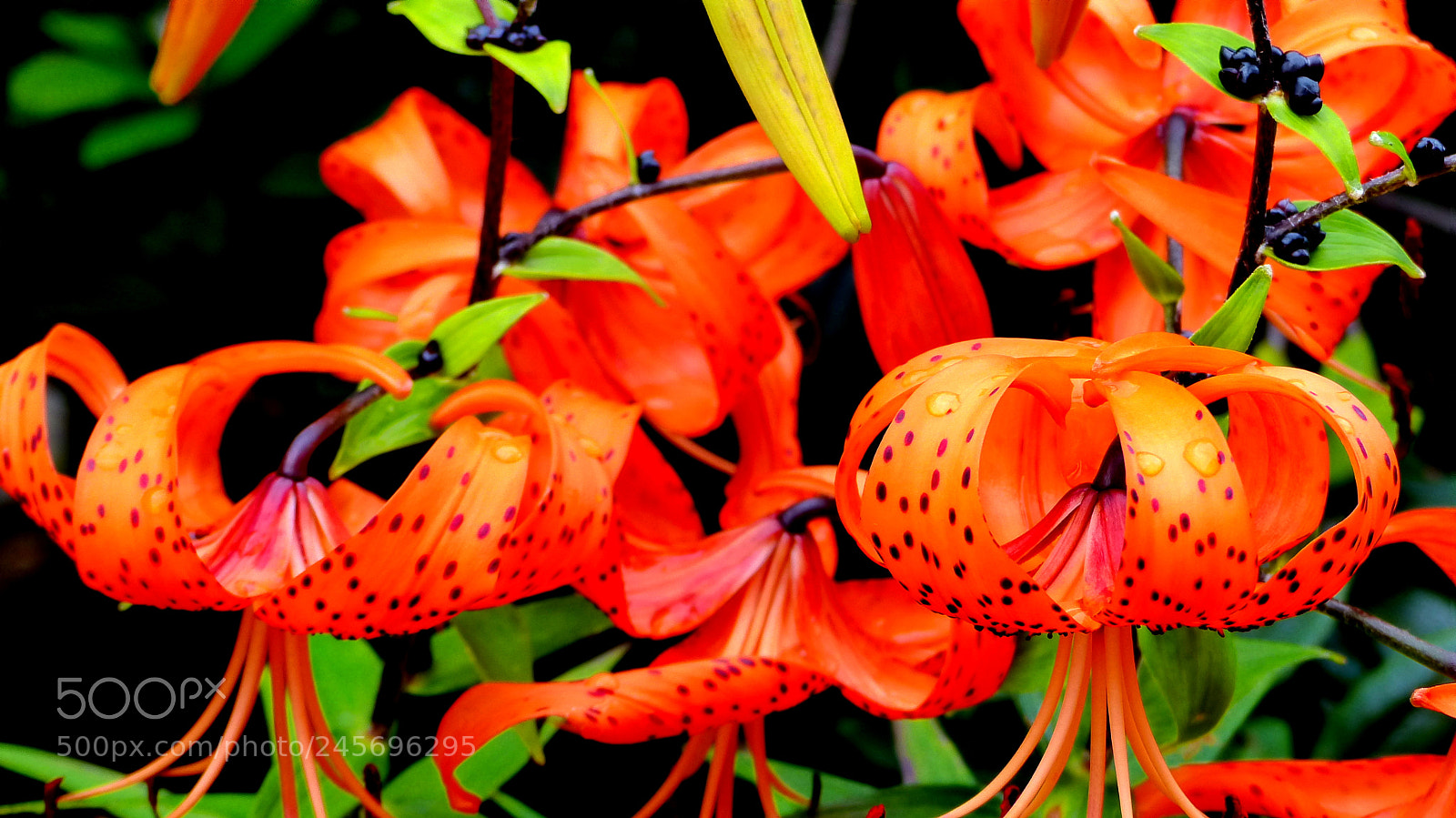 Panasonic Lumix DMC-FZ200 sample photo. Tiger lily photography