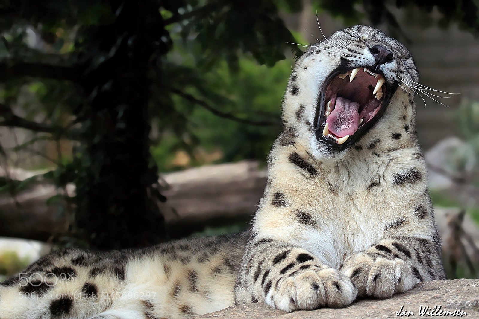 Canon EOS-1D Mark IV sample photo. Snow leopard photography