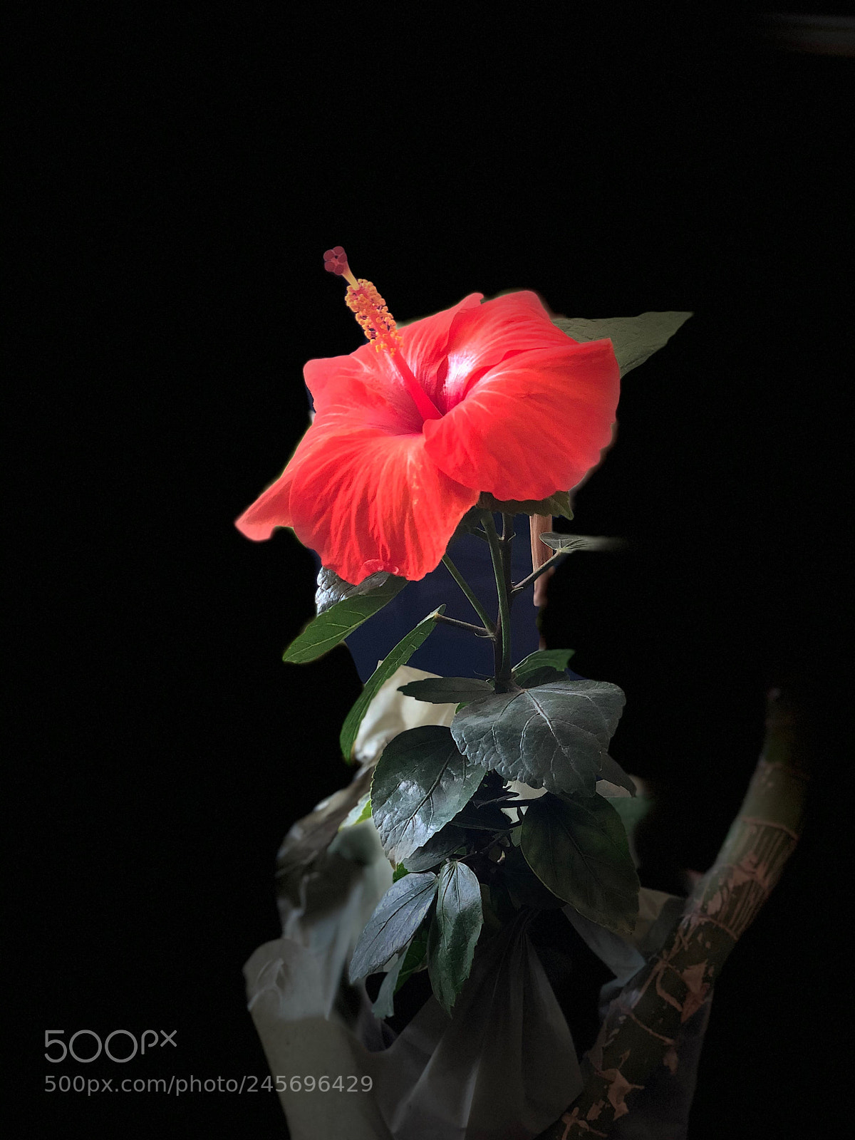 Apple iPhone X sample photo. Untitled photography