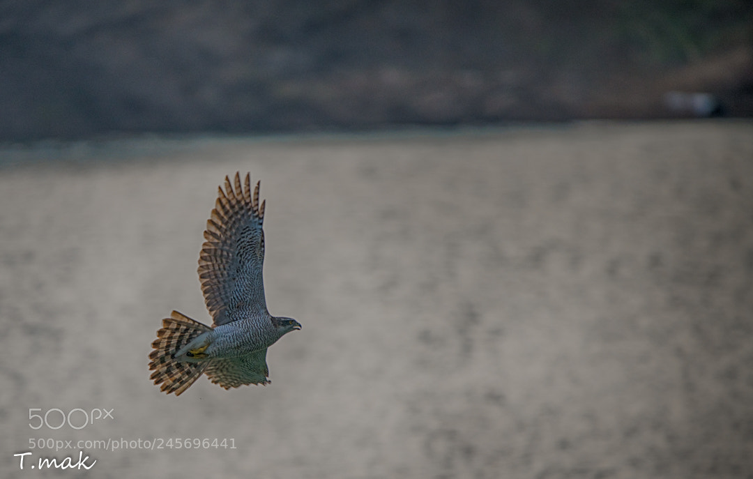 Nikon D850 sample photo. Falcon photography