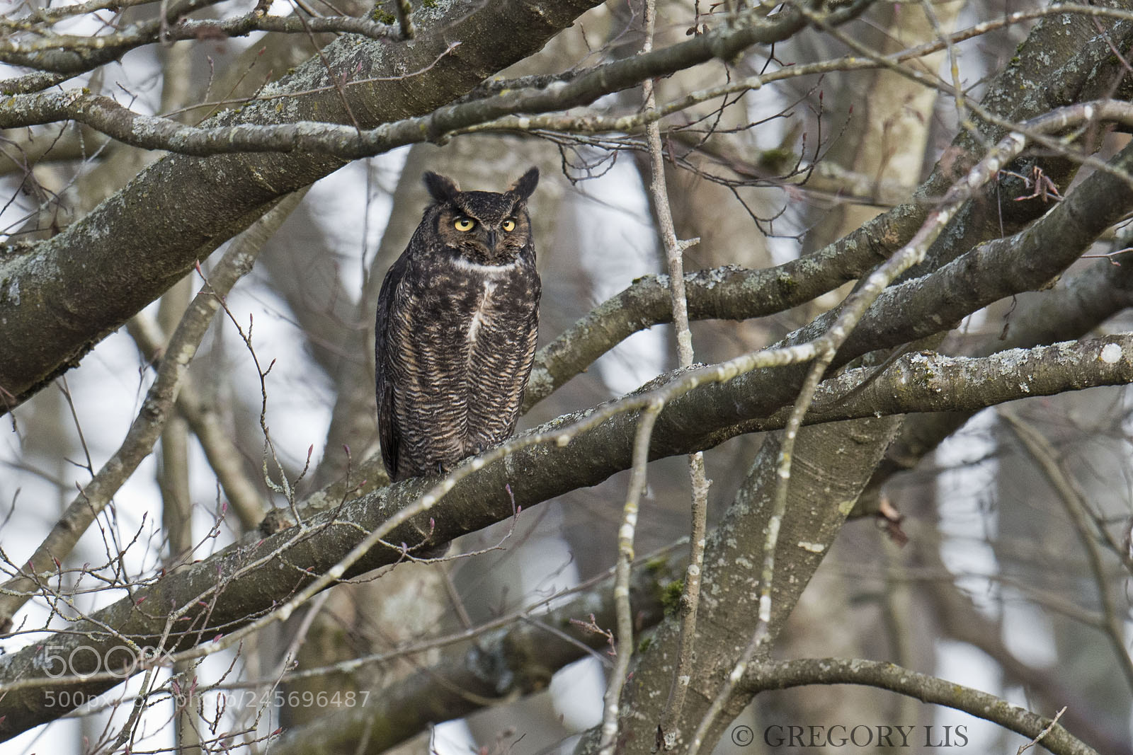 Nikon D810 sample photo. Great horned owl photography