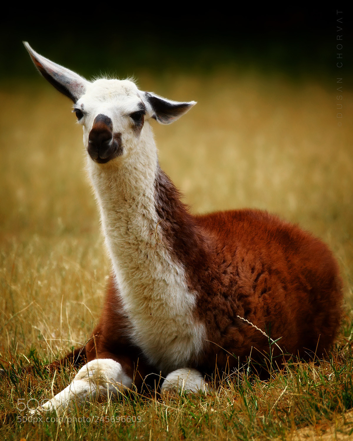 Canon EOS 7D Mark II sample photo. Llama photography