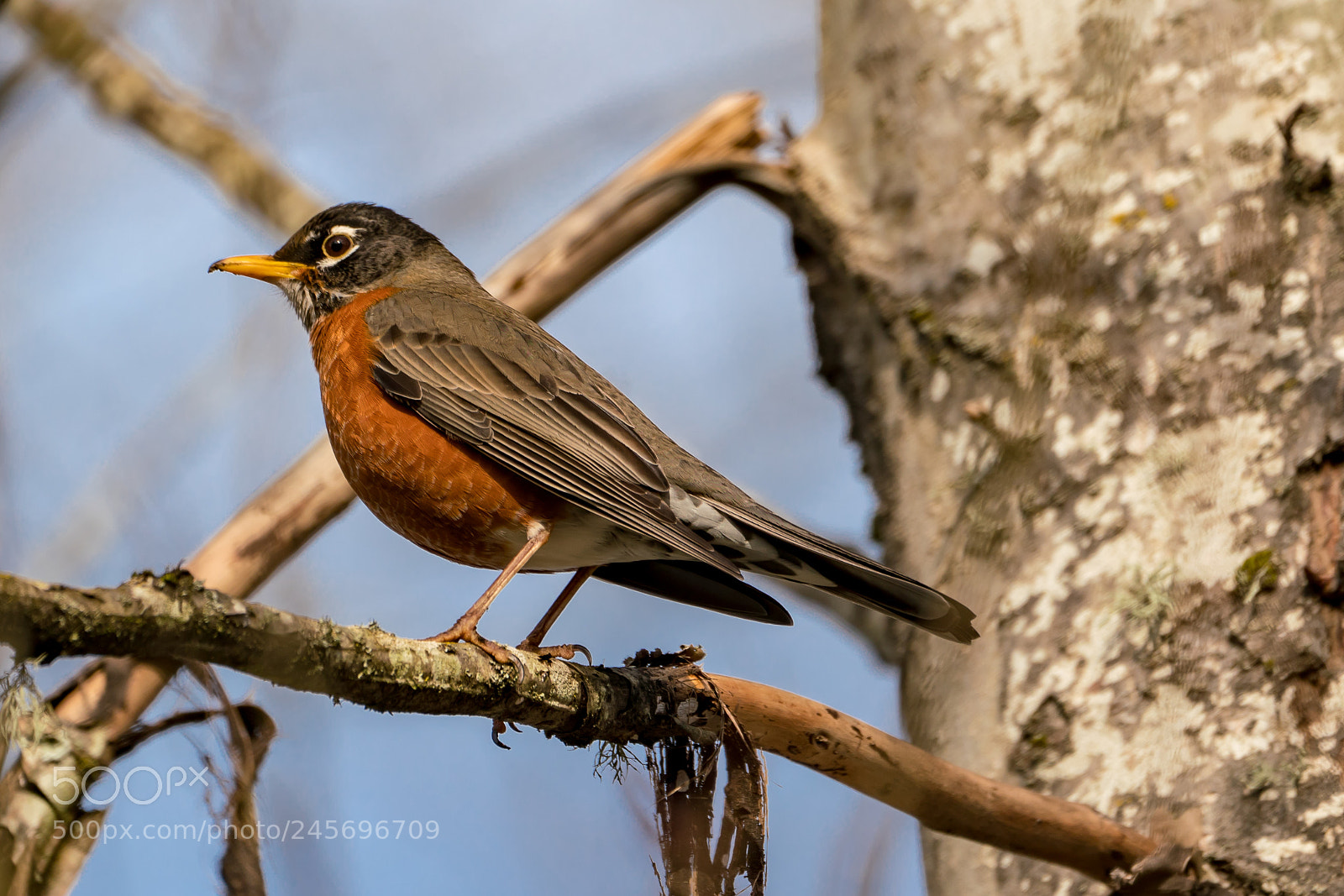 Sony a7R III sample photo. American robin at nisqually photography
