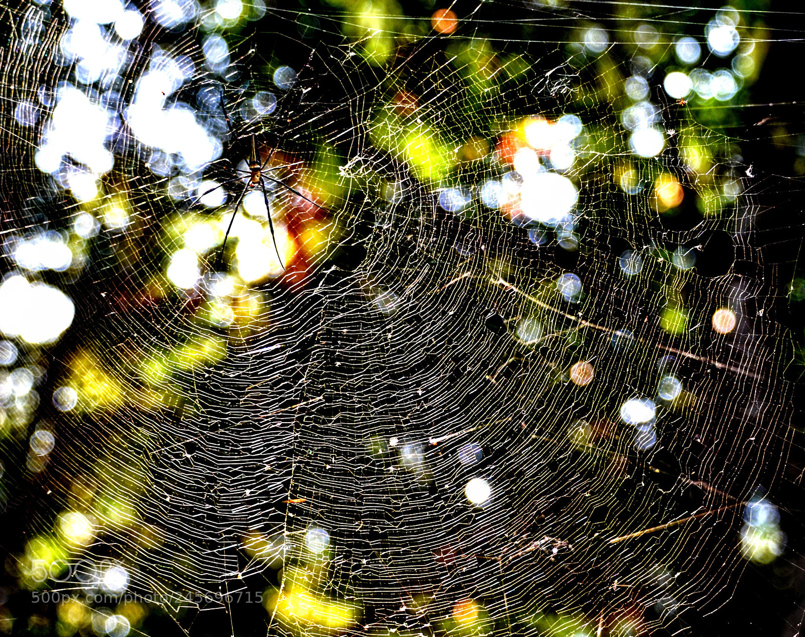 Nikon D610 sample photo. Web photography