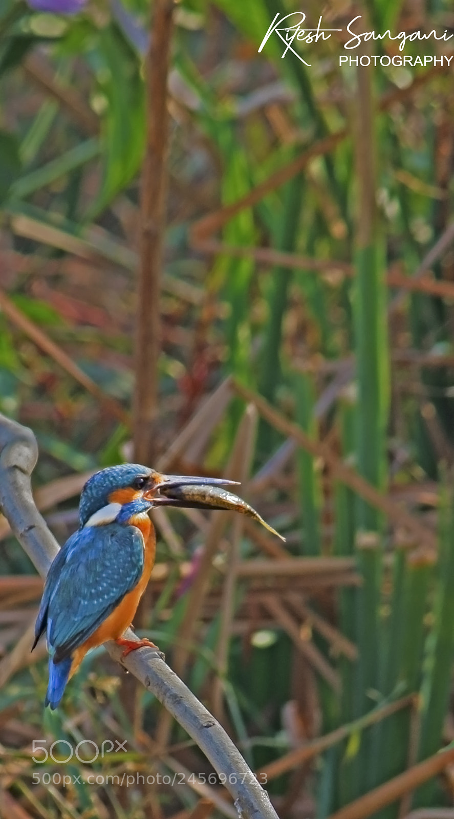 Canon EOS 700D (EOS Rebel T5i / EOS Kiss X7i) sample photo. Morning breakfast....! photography