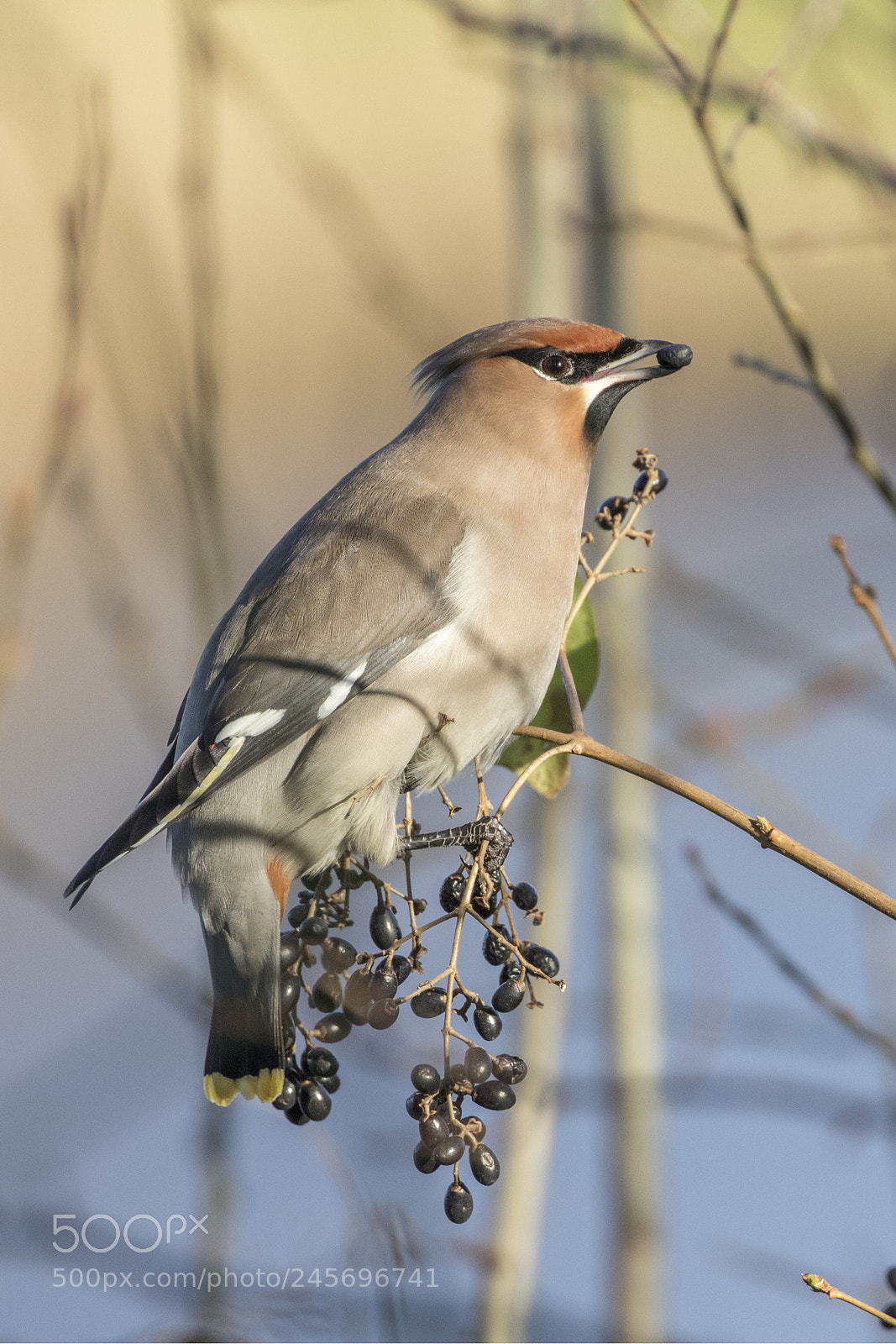 Canon EOS 7D Mark II sample photo. Bohemian waxwing photography