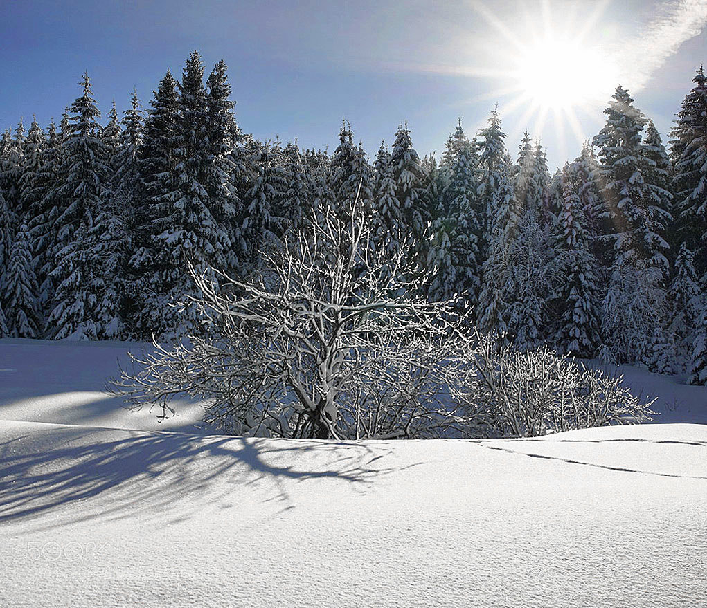 Sony ILCA-77M2 sample photo. Snowy landscape photography