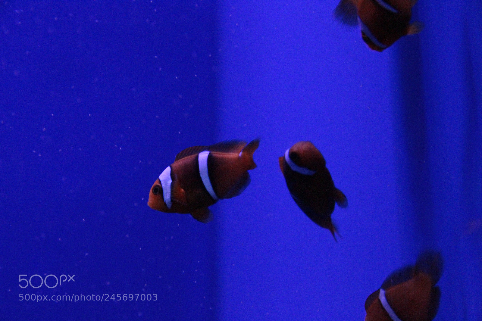 Canon EF-S 18-135mm F3.5-5.6 IS sample photo. Clownfish photography