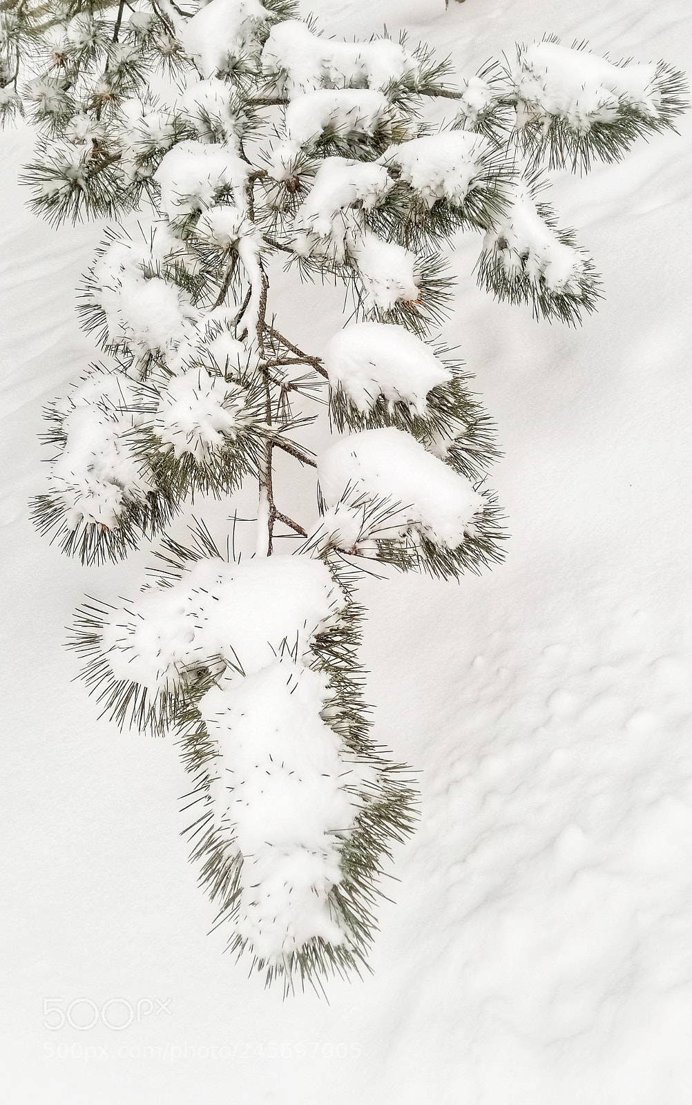 Samsung Galaxy S8+ sample photo. Snowy bough photography
