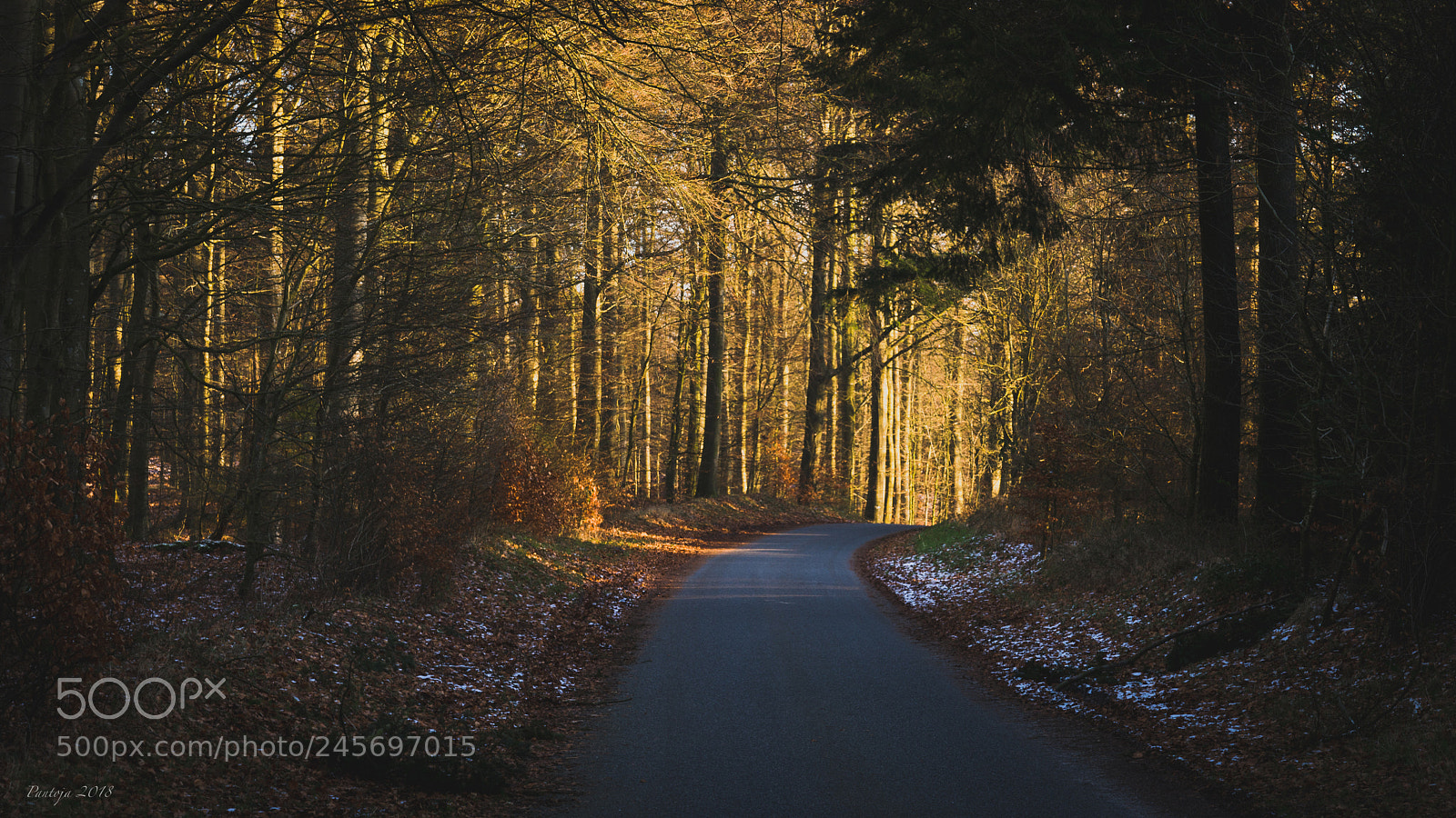 Nikon D600 sample photo. Through the forest photography