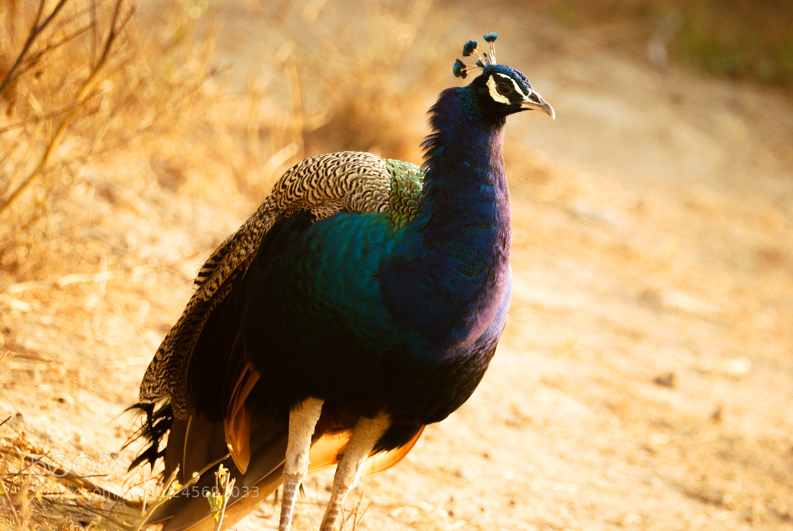 Nikon D60 sample photo. A peacock in an photography
