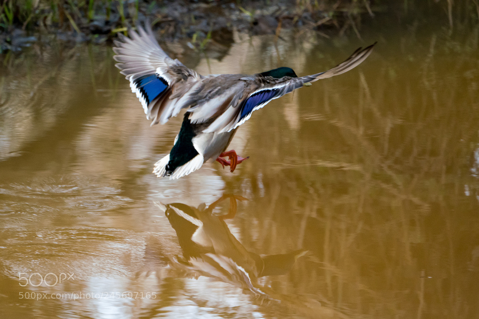 Sony a7R III sample photo. Mallard landing photography