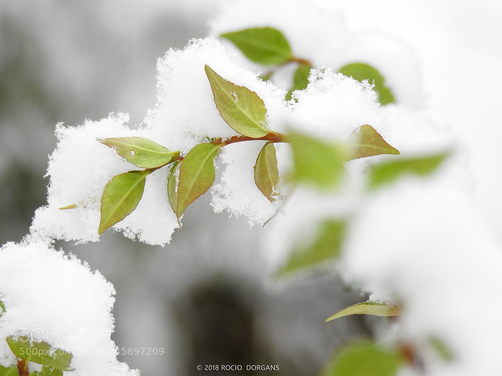 Nikon Coolpix P900 sample photo. Snow photography