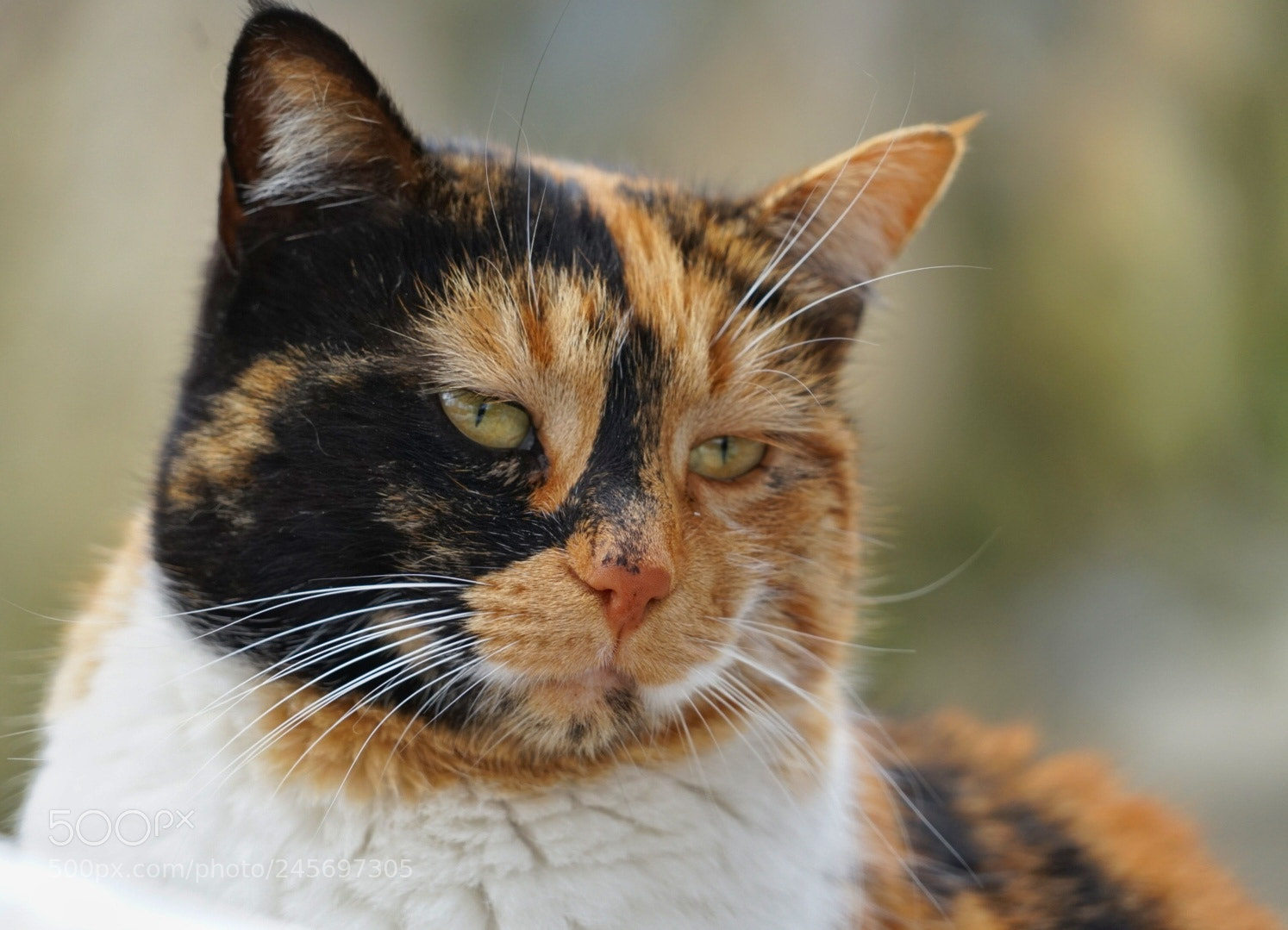 Sony a7 II sample photo. Cat 1 photography