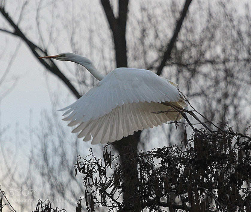 Canon EOS 700D (EOS Rebel T5i / EOS Kiss X7i) sample photo. Start photography