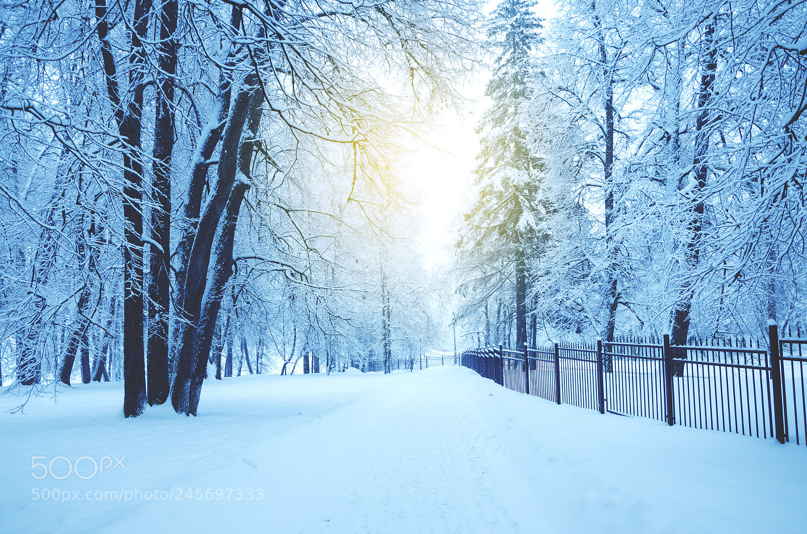 Nikon D5100 sample photo. Winter park photography