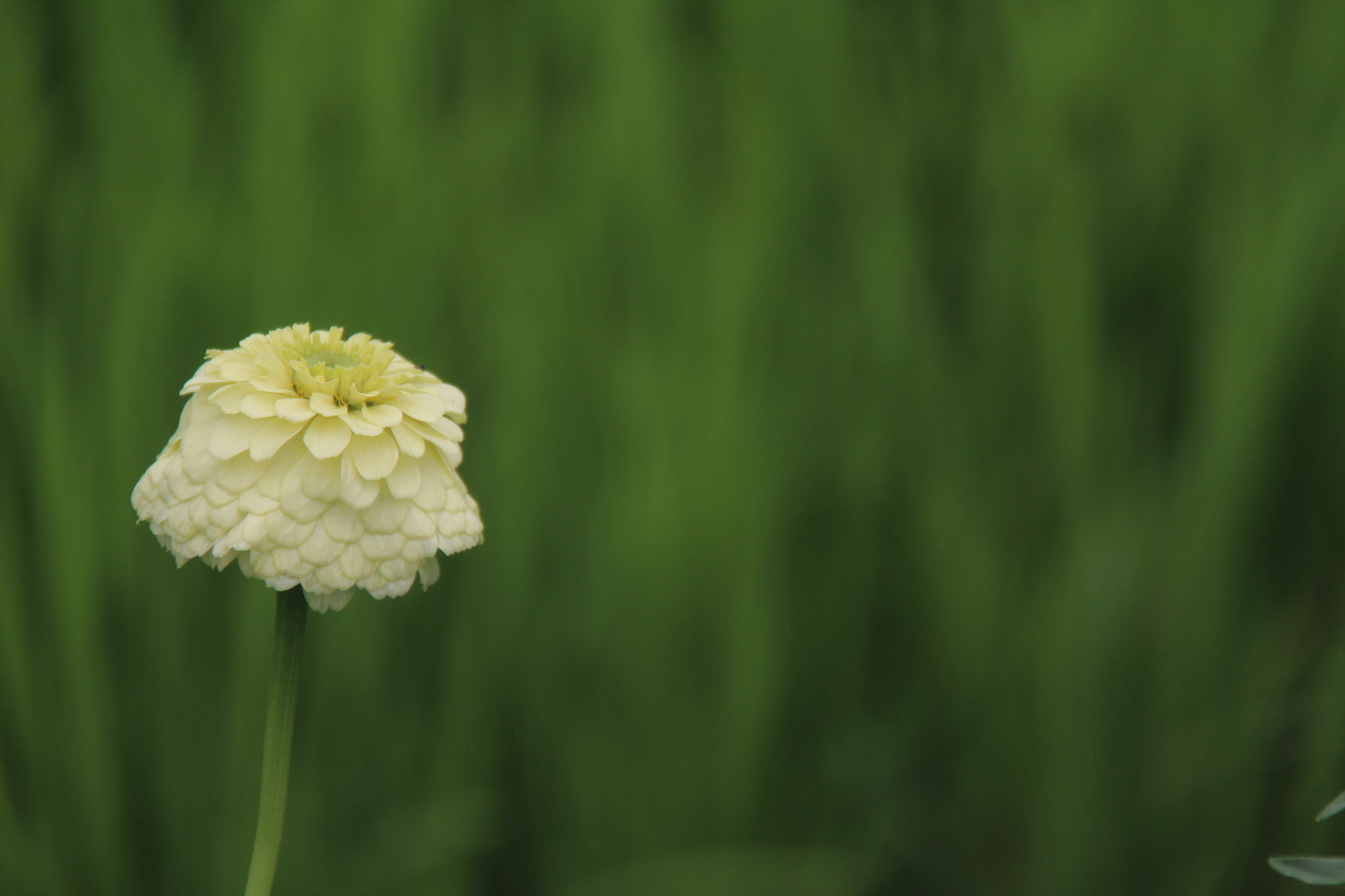 Canon EF-S 18-200mm F3.5-5.6 IS sample photo. Img photography