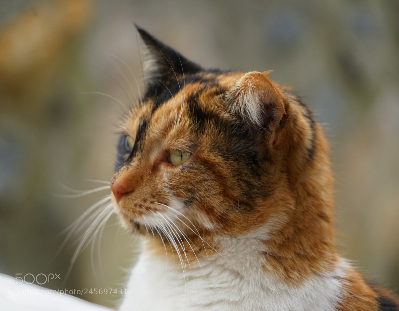 Sony a7 II sample photo. Cat 2 photography