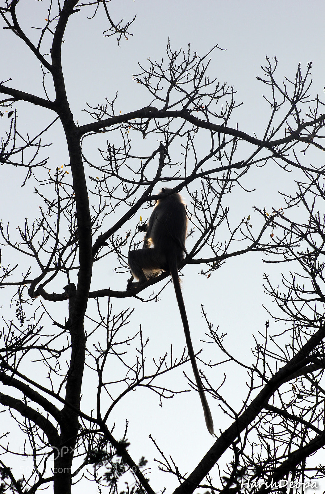 Canon EOS 550D (EOS Rebel T2i / EOS Kiss X4) sample photo. Dont miss that tail... ? photography