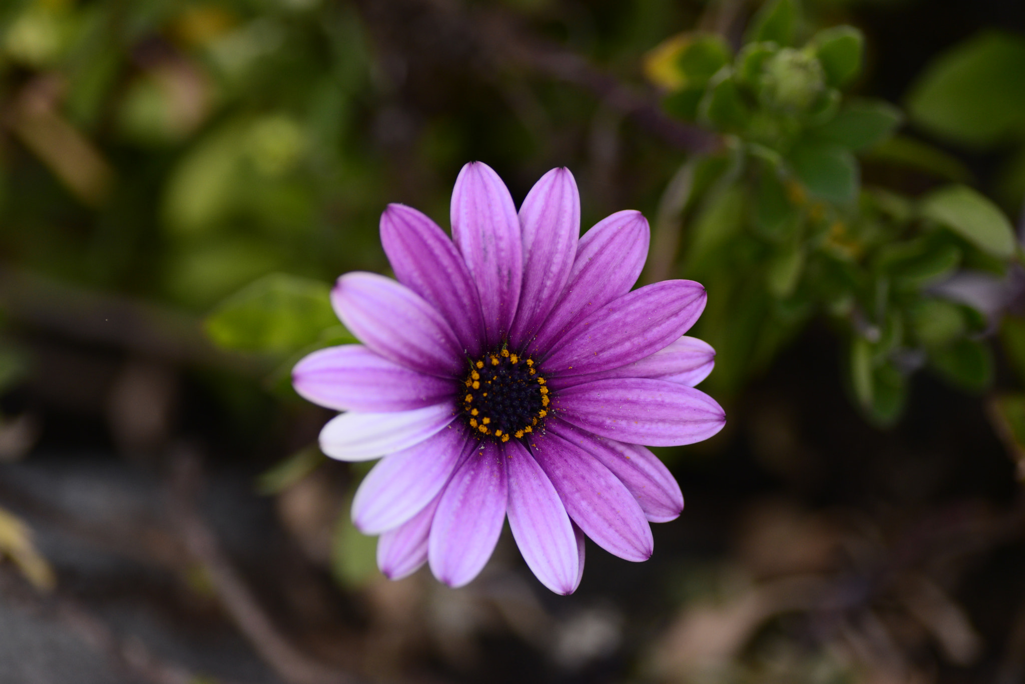 Nikon D610 sample photo. Took this picture in gamble garden palo alto photography