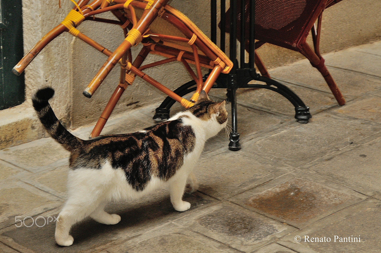 Nikon D300S + Nikon AF-S DX Nikkor 16-85mm F3.5-5.6G ED VR sample photo. Cat from venice... photography