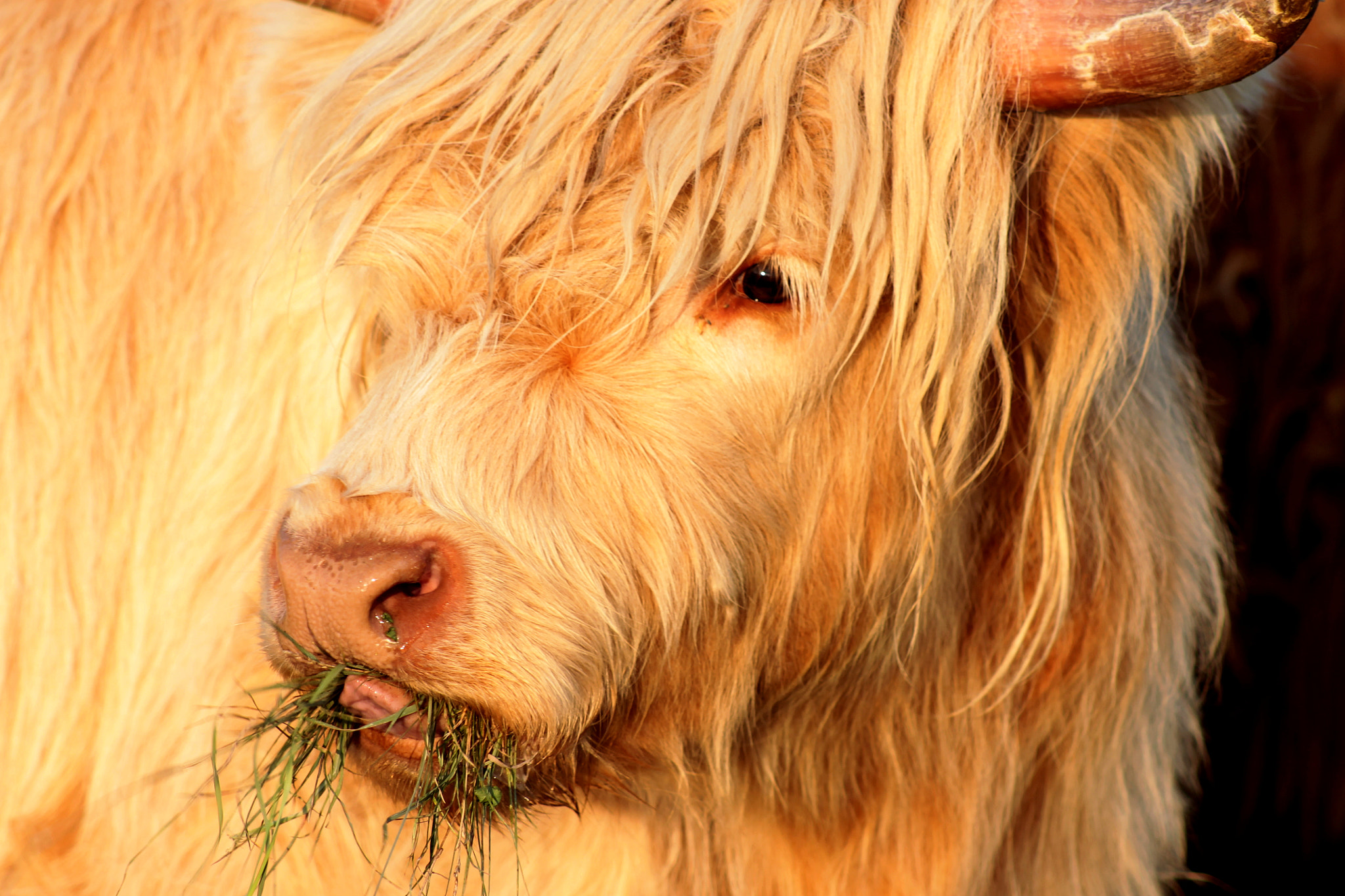 Canon EOS 1100D (EOS Rebel T3 / EOS Kiss X50) + EF75-300mm f/4-5.6 sample photo. A white scottish cow eating grass photography