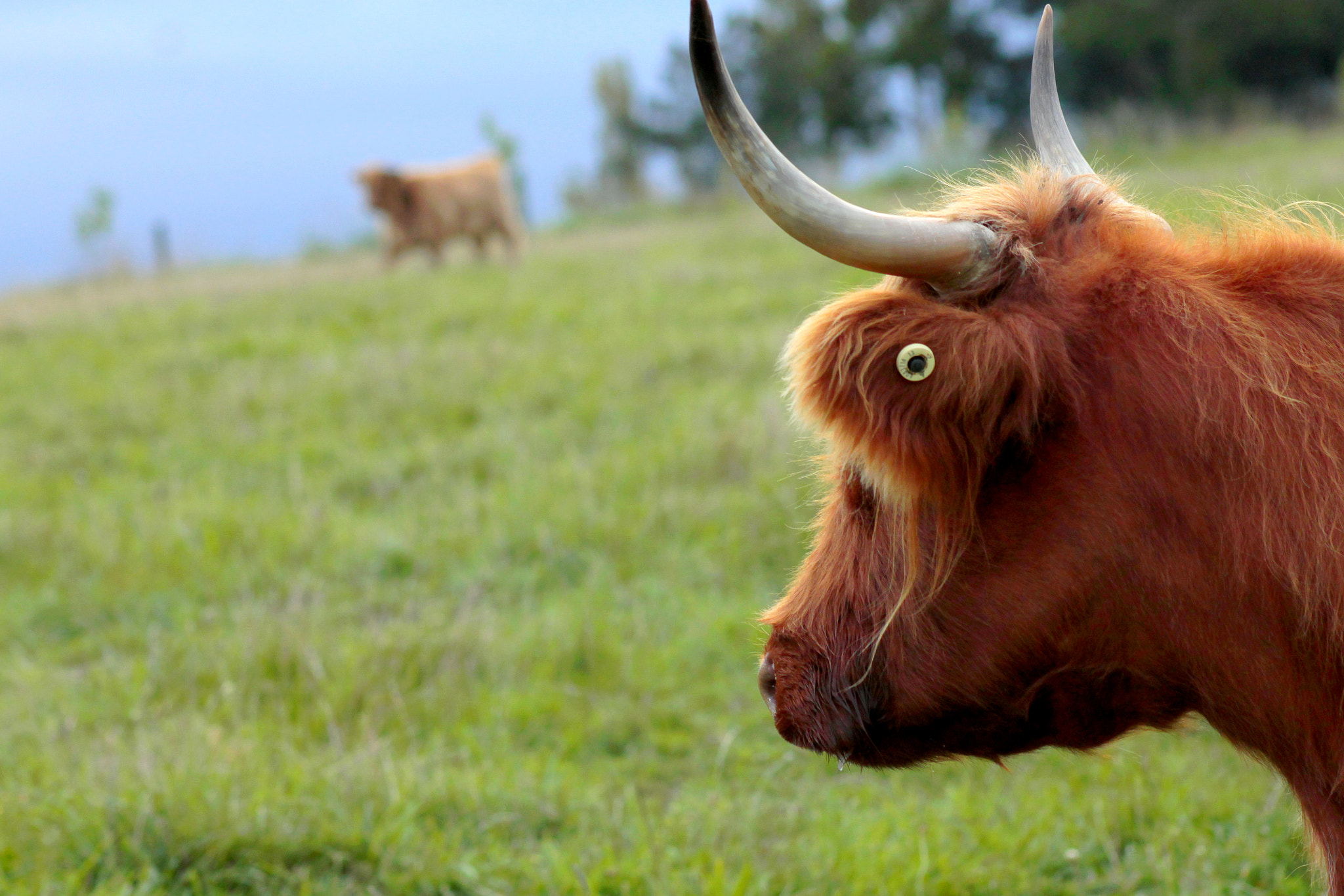 Canon EOS 1100D (EOS Rebel T3 / EOS Kiss X50) + EF75-300mm f/4-5.6 sample photo. A brown scottish cow looking to the field photography