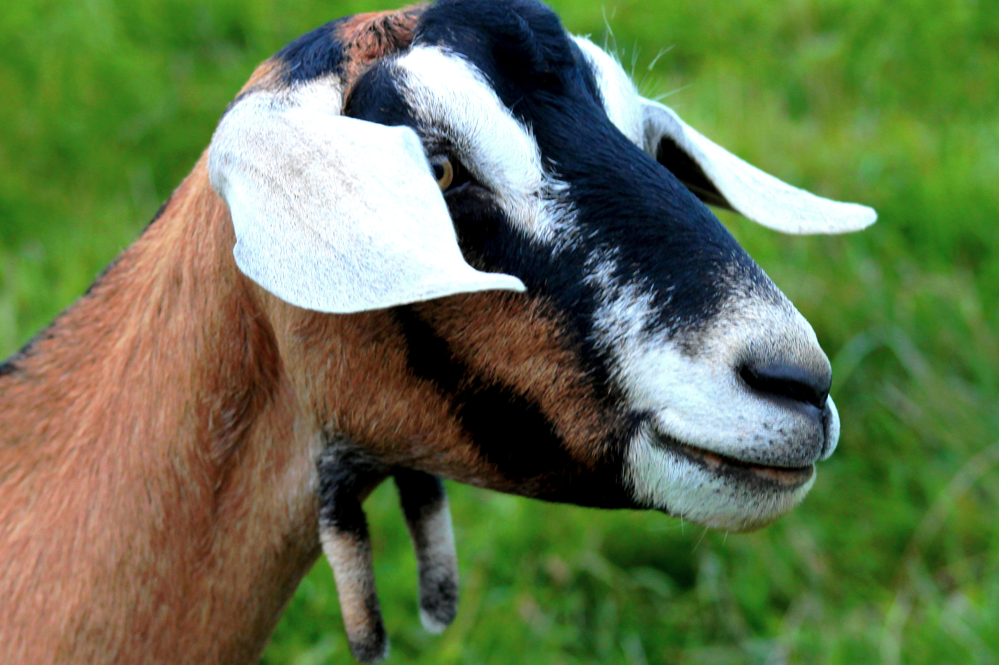 Canon EOS 1100D (EOS Rebel T3 / EOS Kiss X50) + EF75-300mm f/4-5.6 sample photo. The brown goat with white spots photography