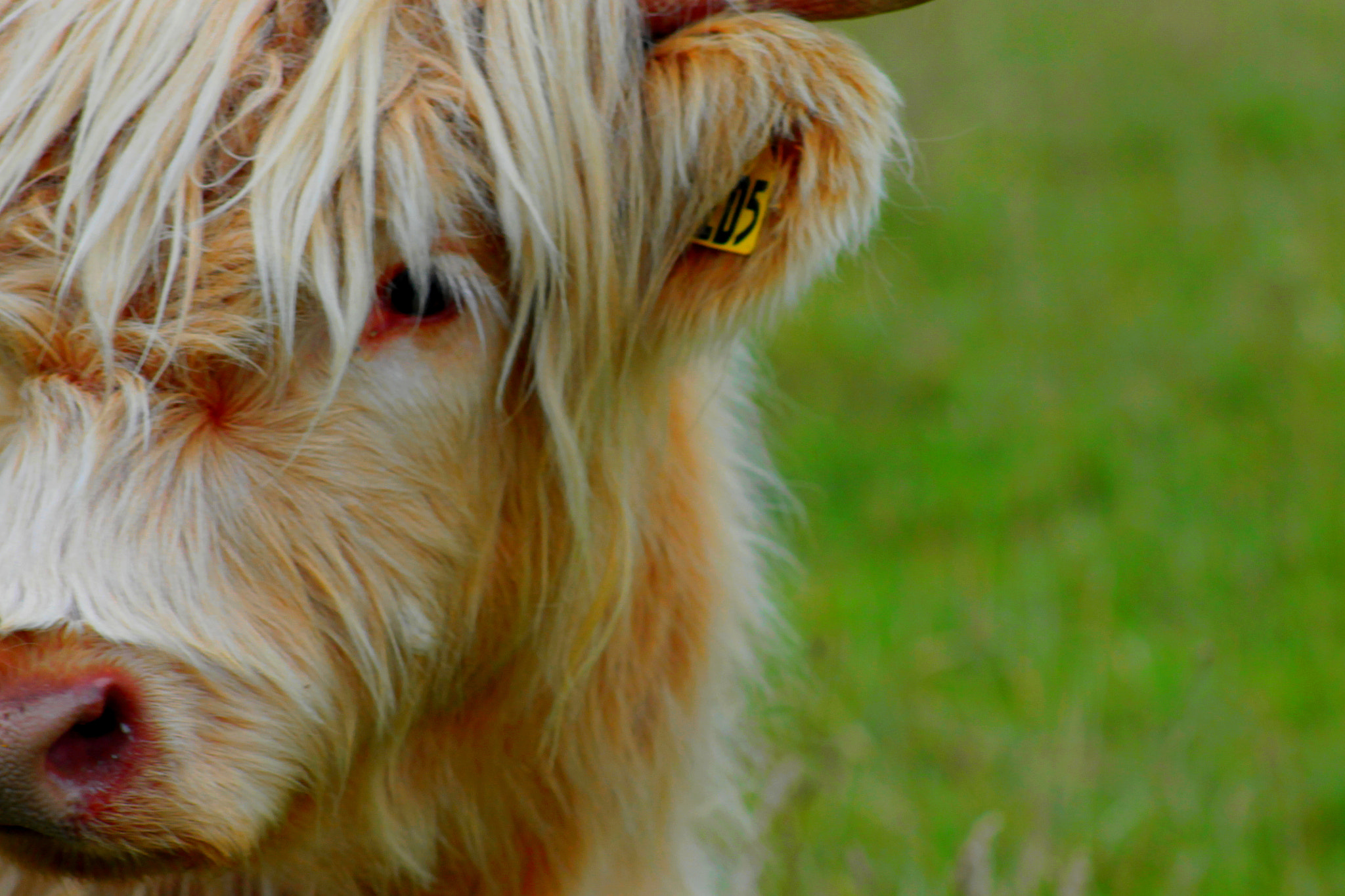 Canon EOS 1100D (EOS Rebel T3 / EOS Kiss X50) + EF75-300mm f/4-5.6 sample photo. Half of the white cow face photography