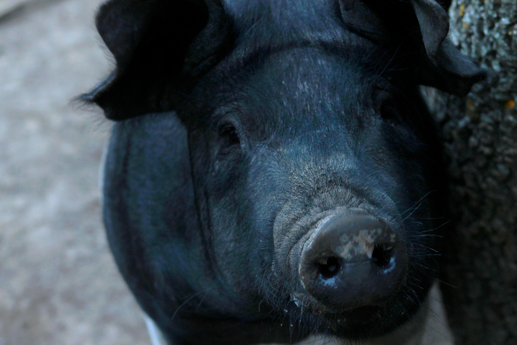 EF75-300mm f/4-5.6 sample photo. The face of the black pig photography