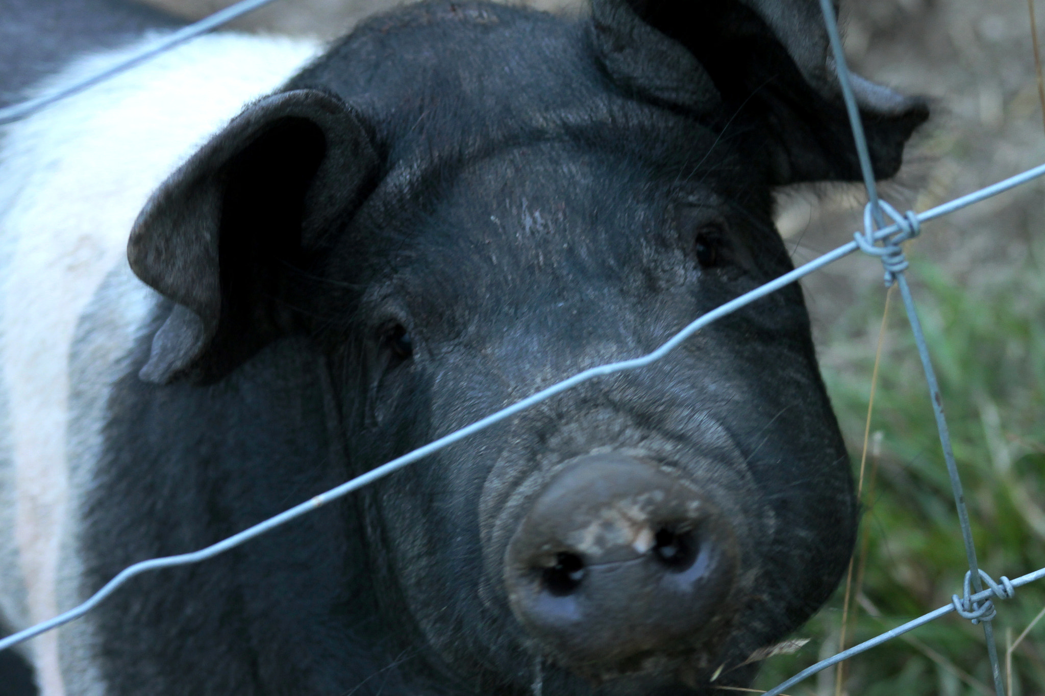 Canon EOS 1100D (EOS Rebel T3 / EOS Kiss X50) + EF75-300mm f/4-5.6 sample photo. The black pig caught photography