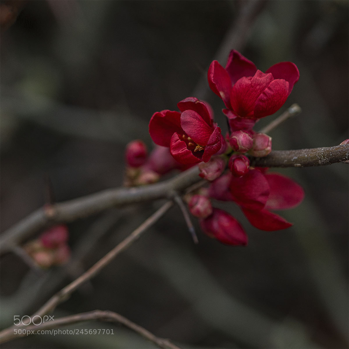Sony a7R II sample photo. Winterblüte ii photography