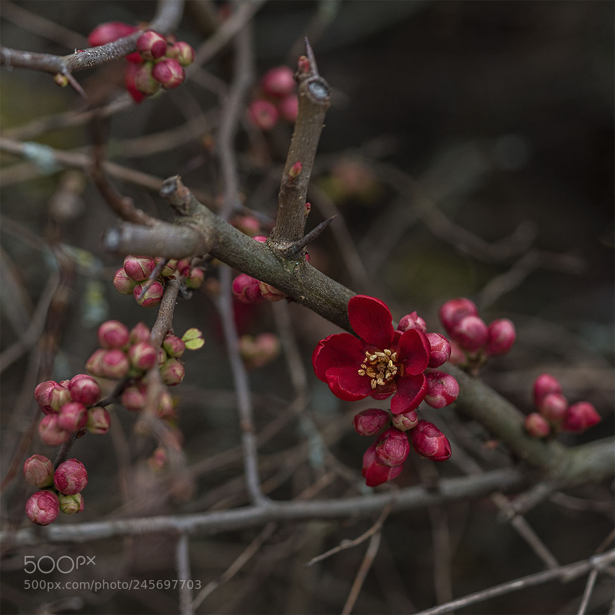 Sony a7R II sample photo. Winterblüte i photography