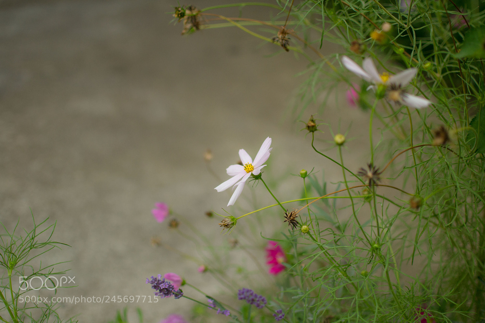 Nikon D3100 sample photo. My flower... photography