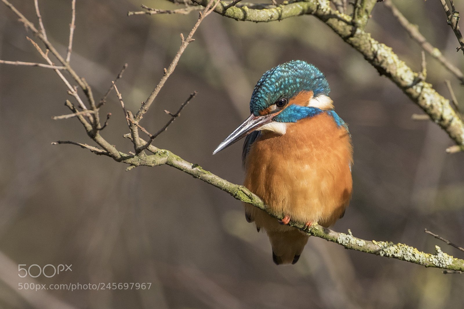 Canon EOS 7D Mark II sample photo. Kingfisher photography