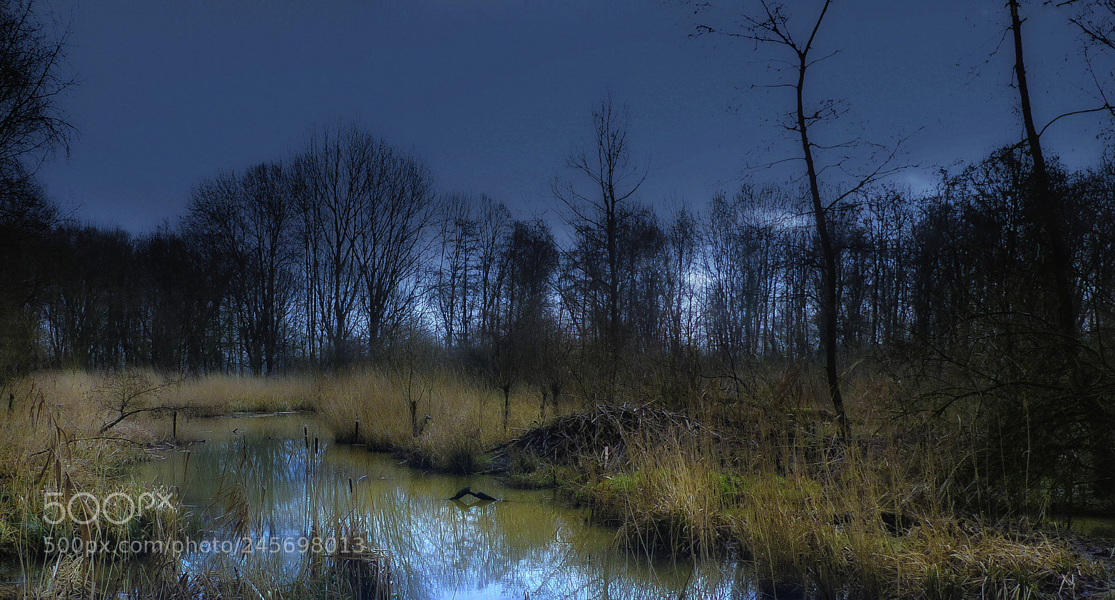 Panasonic Lumix DMC-FZ200 sample photo. Biesbosch photography