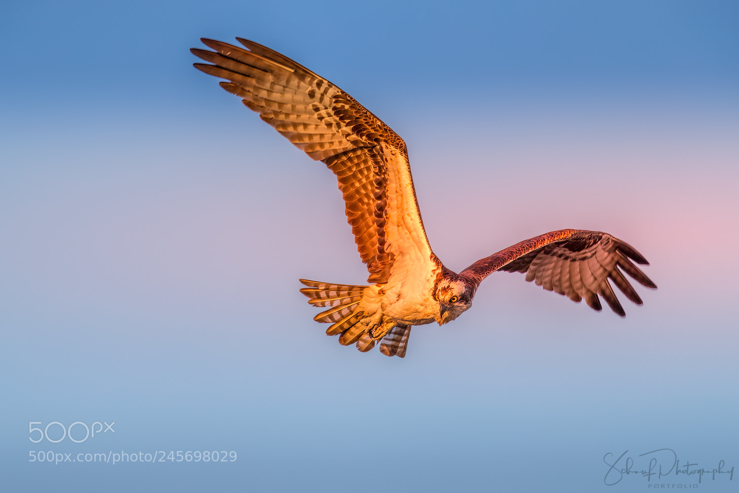 Canon EOS-1D X Mark II sample photo. Osprey photography