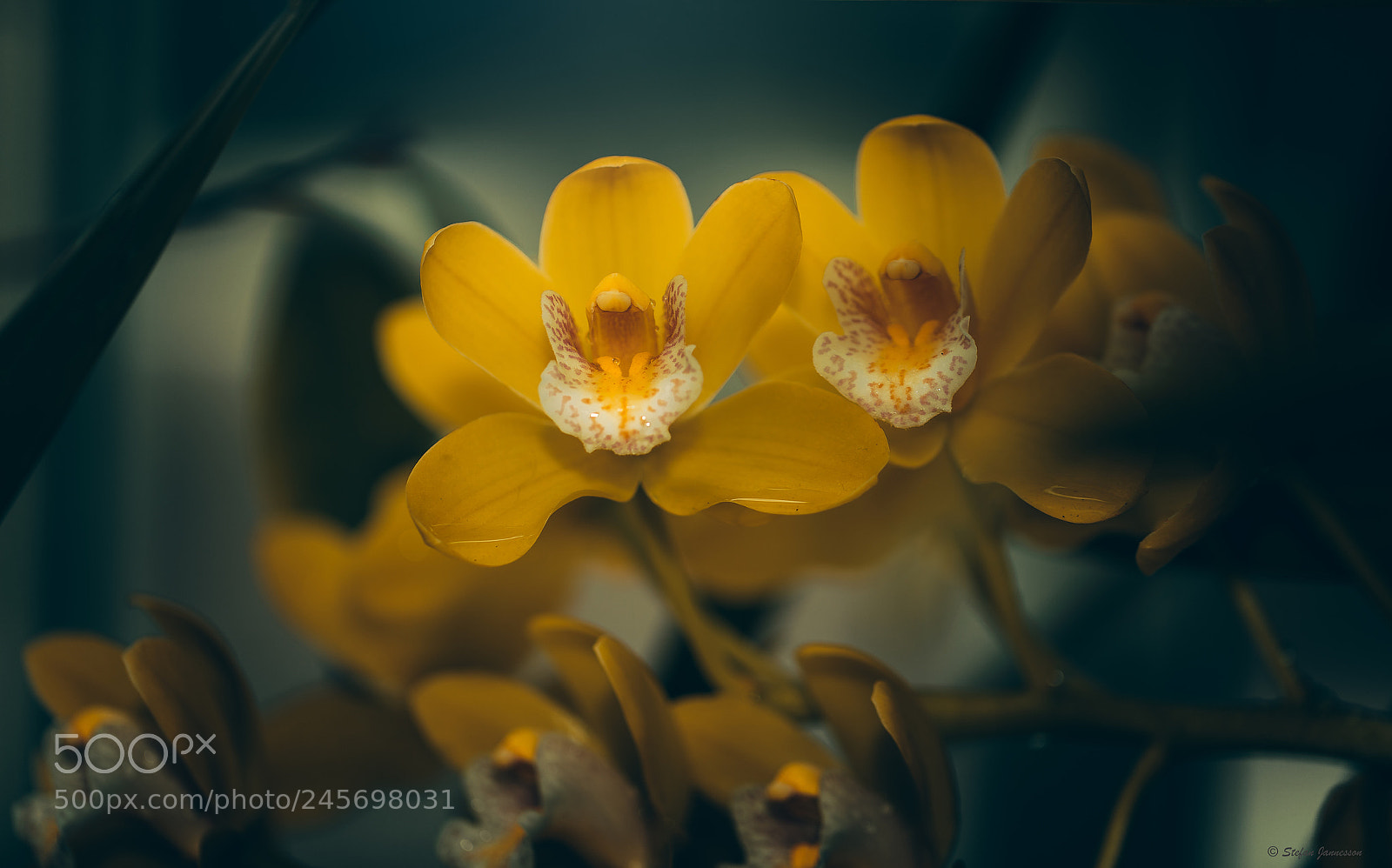 Canon EOS 5DS R sample photo. Oil of the holy photography