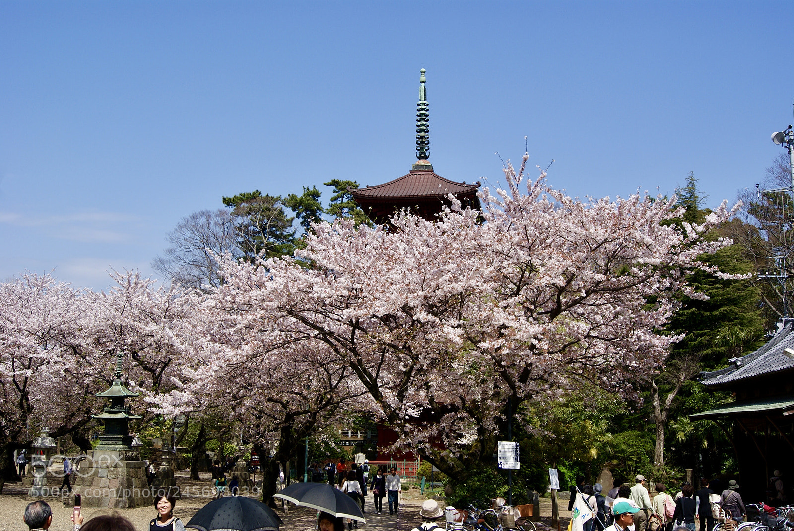 Sony Alpha DSLR-A330 sample photo. 法華経寺の桜 photography