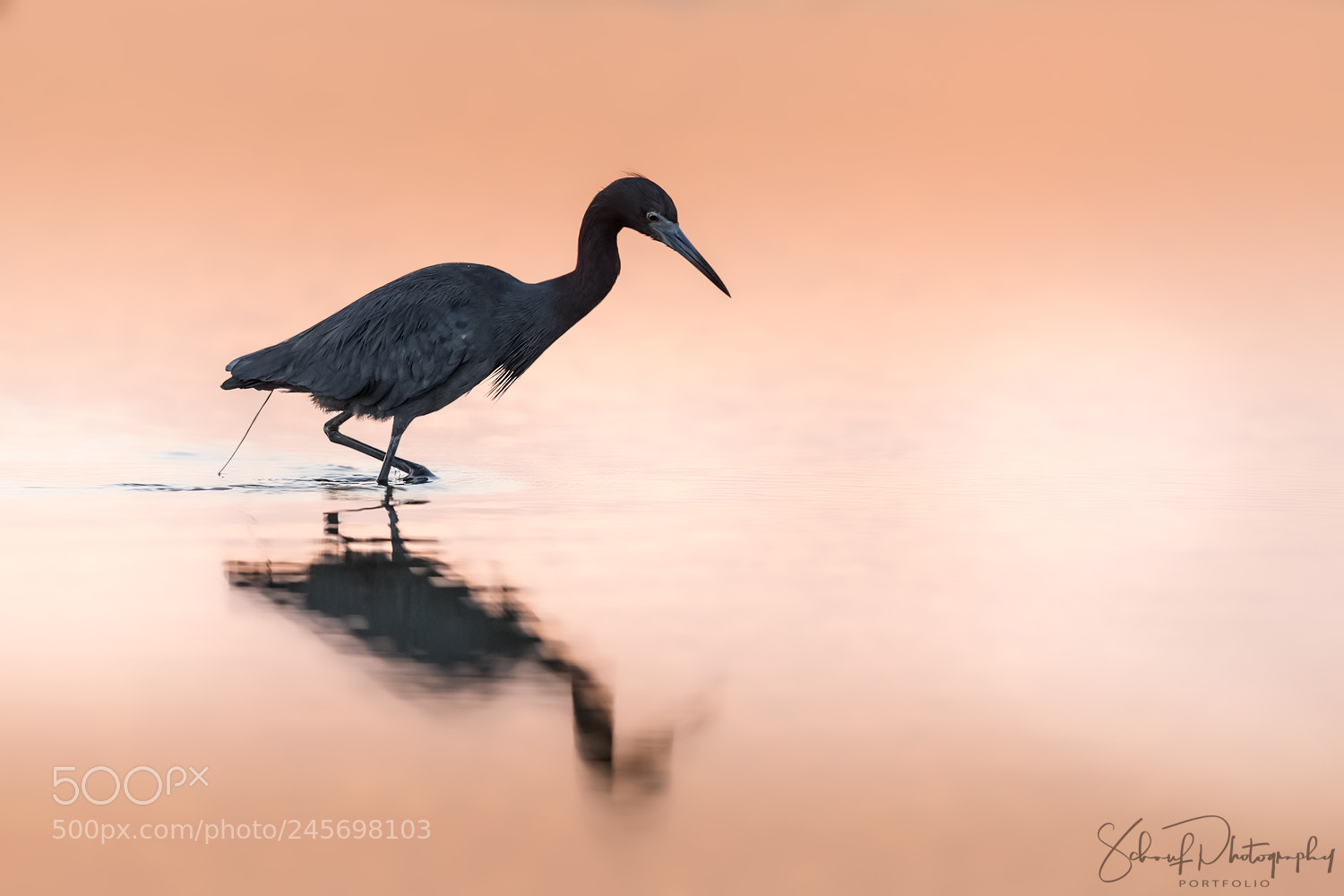 Canon EOS-1D X Mark II sample photo. Little blue heron photography