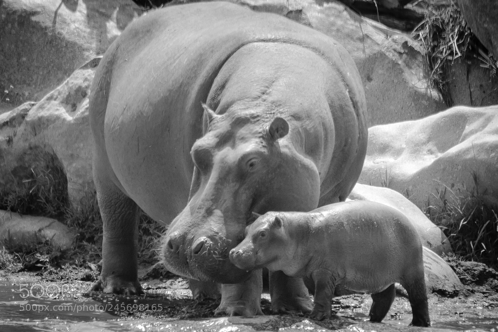 Canon EOS 7D Mark II sample photo. Tanzania - serengeti photography