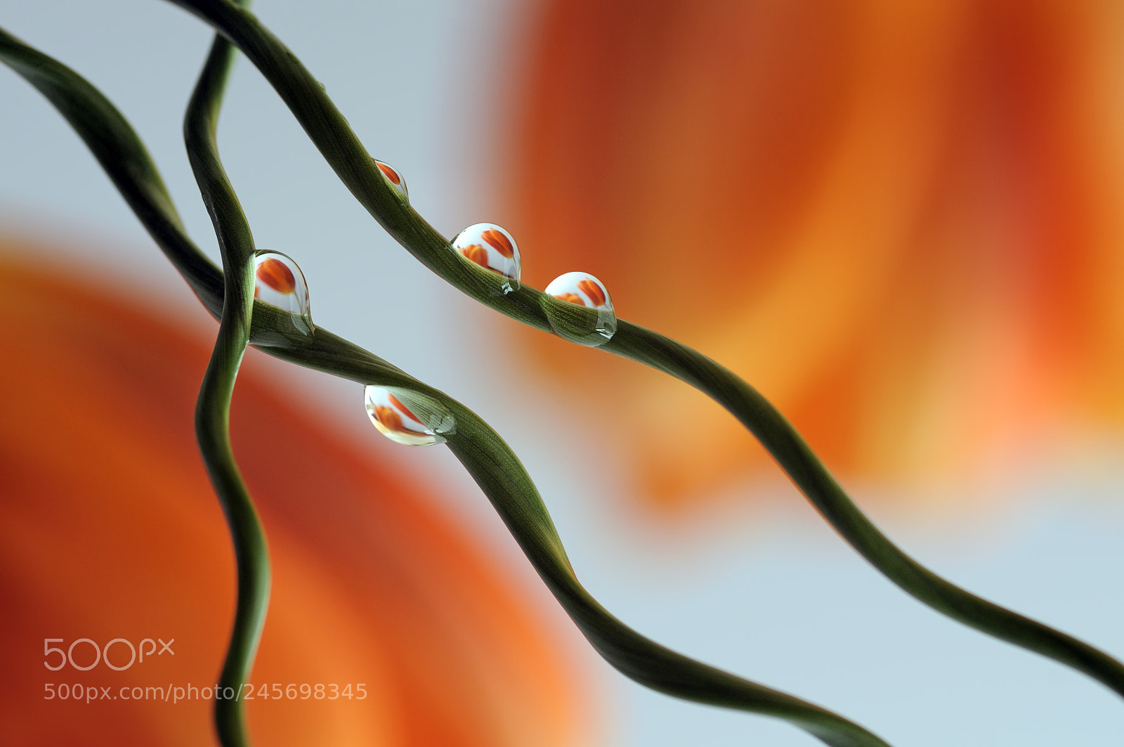 Nikon D90 sample photo. Tulip drops photography