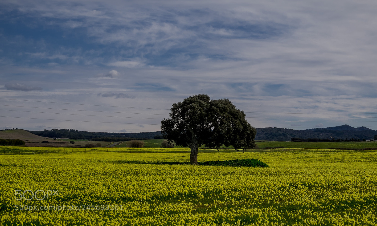 Fujifilm X-T1 sample photo. Flowering alentejo in winter photography