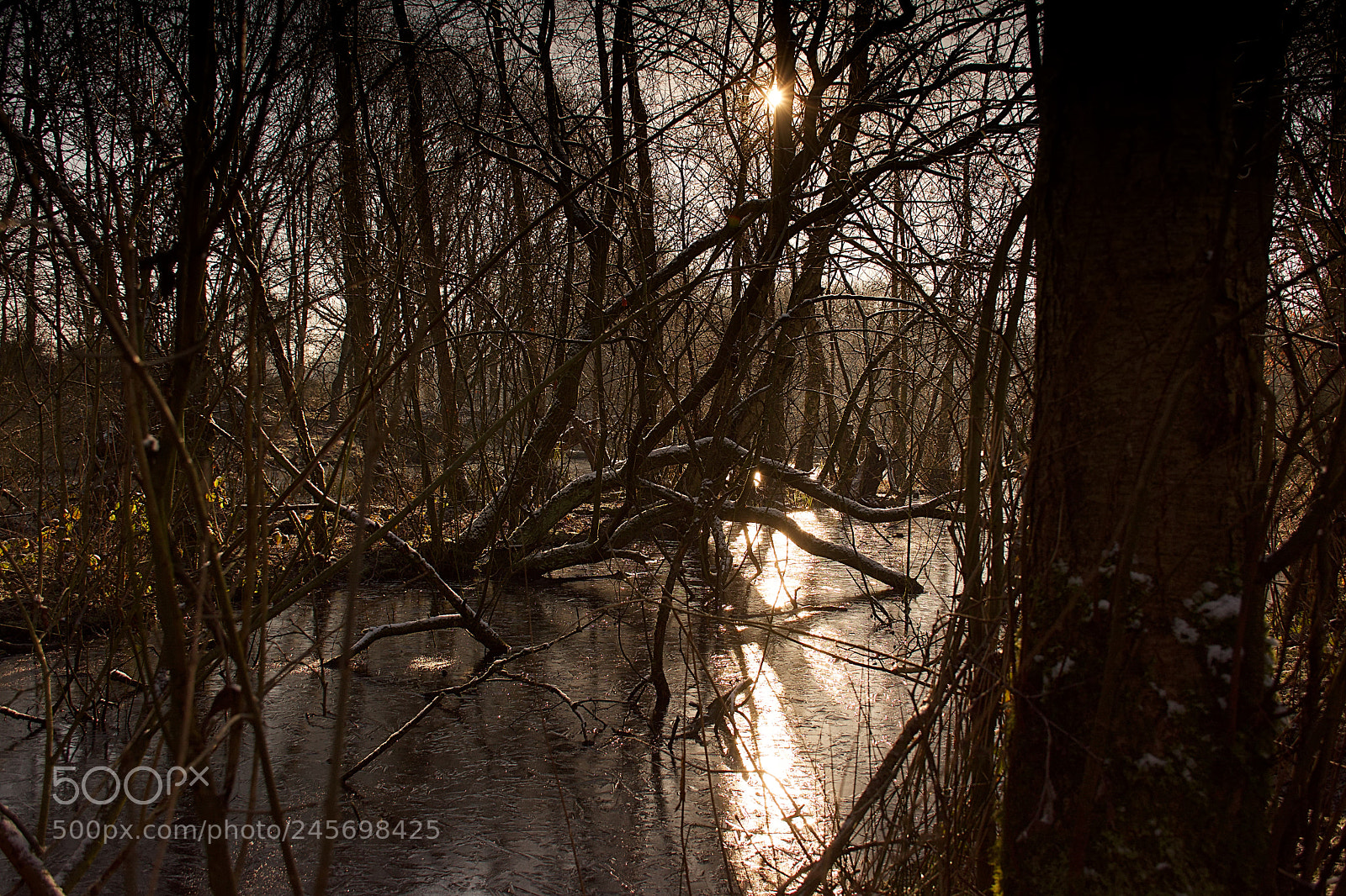 Nikon D7200 sample photo. Wildness photography