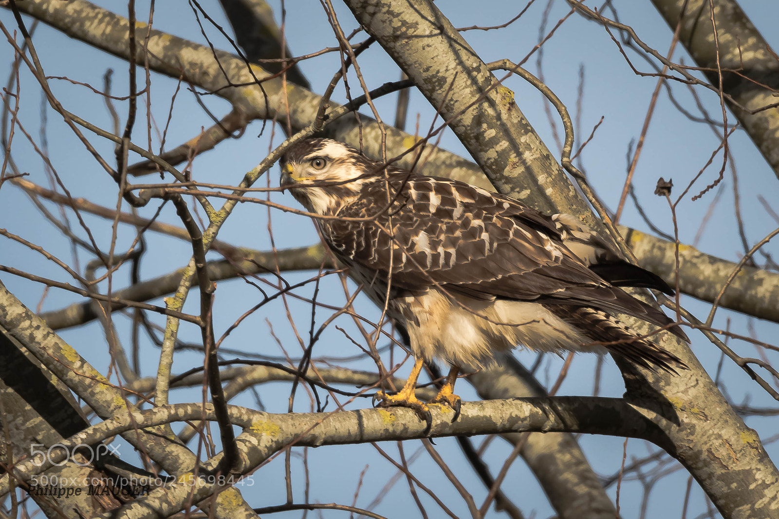 Canon EOS 7D Mark II sample photo. Buse variable photography
