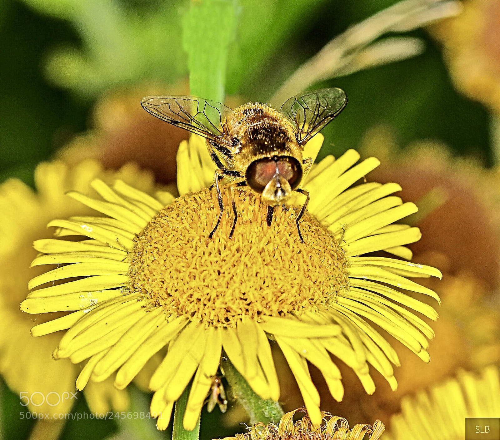 Nikon D5200 sample photo. I can t wait photography