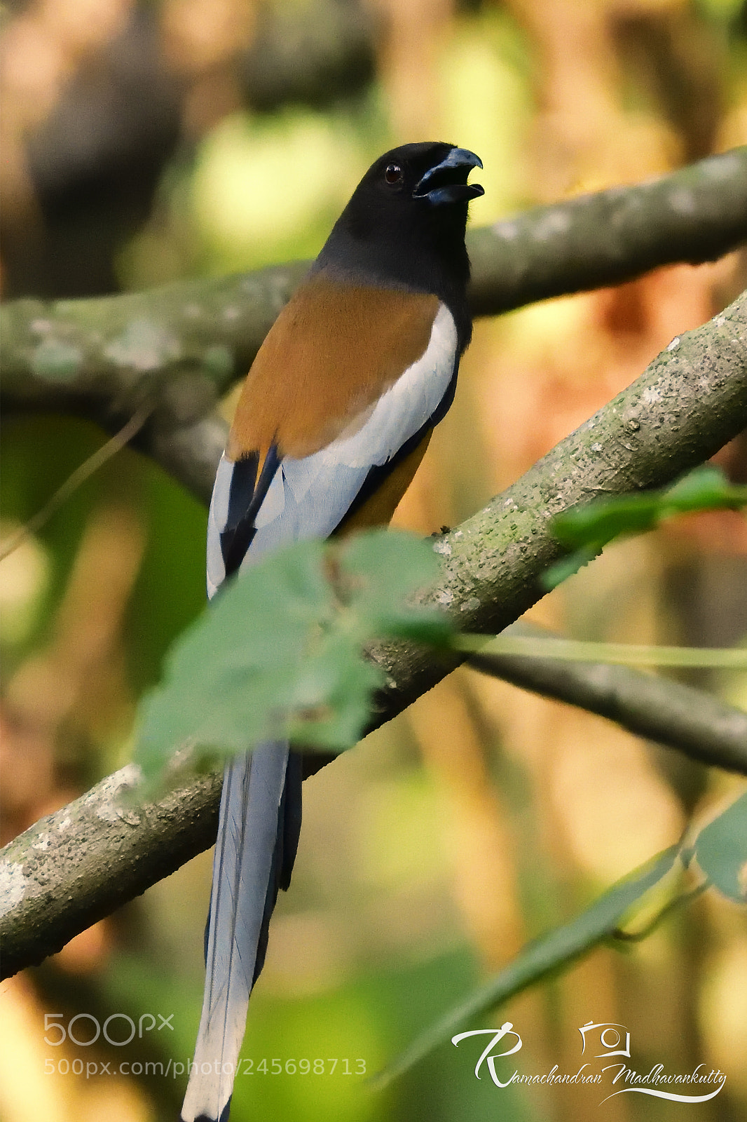 Nikon D500 sample photo. Rufous treepie photography