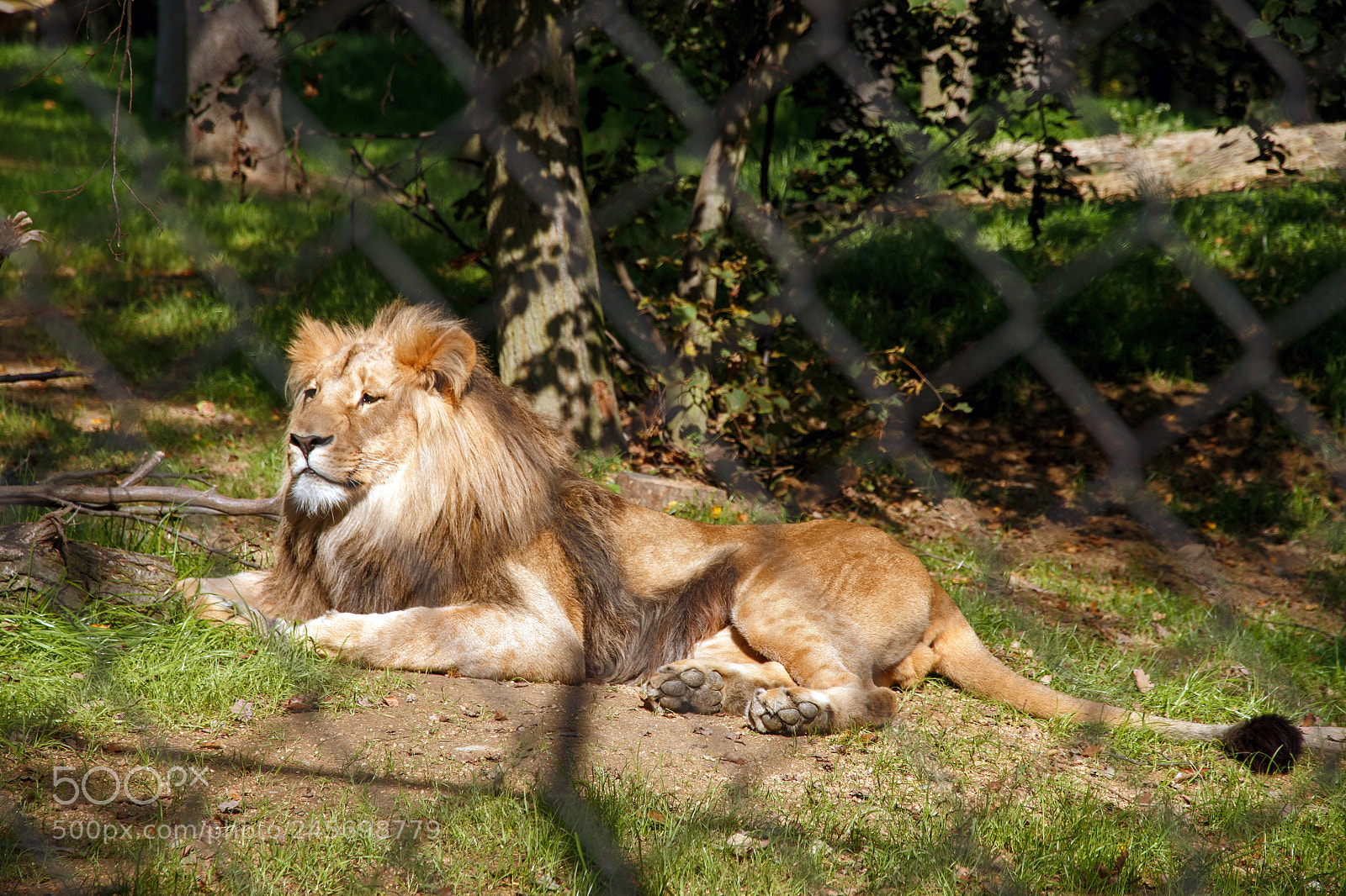 Canon EOS 70D sample photo. Lolek the lion, king photography